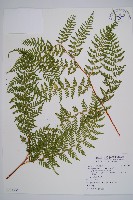 碗蕨藏品圖，第1張