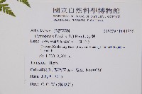 碗蕨藏品圖，第5張