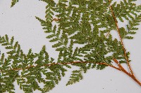 碗蕨藏品圖，第6張