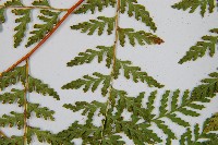 碗蕨藏品圖，第7張