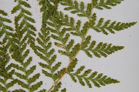 碗蕨藏品圖，第8張