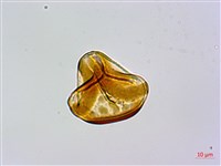 碗蕨藏品圖，第3張