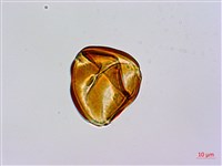 碗蕨藏品圖，第4張