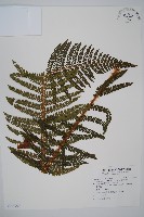 尖葉耳蕨藏品圖，第1張