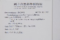 尖葉耳蕨藏品圖，第2張