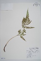 小葉複葉耳蕨藏品圖，第1張