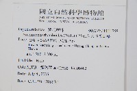 小葉複葉耳蕨藏品圖，第2張