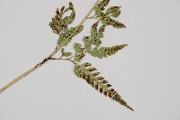 小葉複葉耳蕨藏品圖，第3張