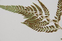 小葉複葉耳蕨藏品圖，第4張