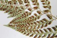 小葉複葉耳蕨藏品圖，第5張