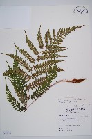 山蹄蓋蕨藏品圖，第1張