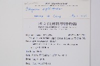 山蹄蓋蕨藏品圖，第2張