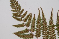 山蹄蓋蕨藏品圖，第4張