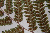 山蹄蓋蕨藏品圖，第5張