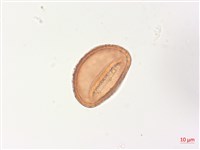 山蹄蓋蕨藏品圖，第2張