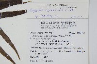 箭葉水龍骨、擬水龍骨藏品圖，第2張