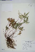 長柄粉背蕨藏品圖，第1張