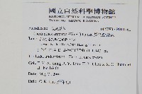 長柄粉背蕨藏品圖，第2張