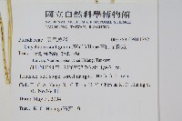 高山金粉蕨藏品圖，第2張