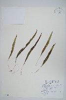 骨牌蕨藏品圖，第1張