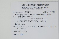 骨牌蕨藏品圖，第2張