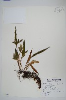 槭葉石葦藏品圖，第1張