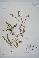 岩蕨藏品圖，第1張