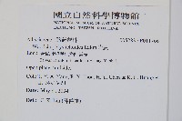 岩蕨藏品圖，第2張