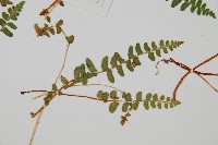 岩蕨藏品圖，第3張