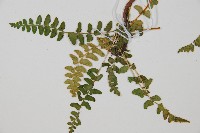 岩蕨藏品圖，第4張