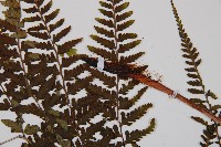 山蹄蓋蕨藏品圖，第3張