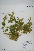 登錄號:P011769藏品圖，第1張