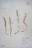 登錄號:P011771藏品圖，第1張