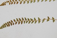 登錄號:P011771藏品圖，第3張