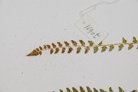 登錄號:P011771藏品圖，第4張