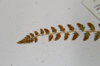 登錄號:P011771藏品圖，第5張