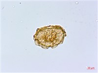 三角葉假冷蕨藏品圖，第2張