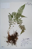 登錄號:P011773藏品圖，第1張