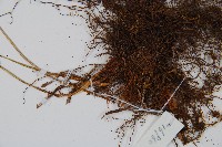 登錄號:P011773藏品圖，第3張
