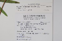 臺灣水龍骨藏品圖，第2張