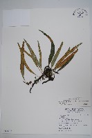 波氏星蕨藏品圖，第1張