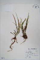 書帶蕨藏品圖，第1張