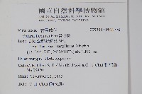 書帶蕨藏品圖，第2張