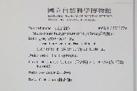 波氏星蕨藏品圖，第2張