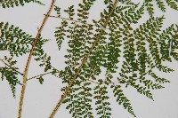 稀子蕨藏品圖，第3張