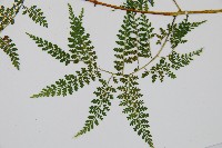 稀子蕨藏品圖，第4張