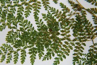 稀子蕨藏品圖，第5張