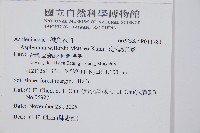 威氏鐵角蕨藏品圖，第2張