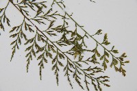 威氏鐵角蕨藏品圖，第3張