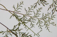 威氏鐵角蕨藏品圖，第4張